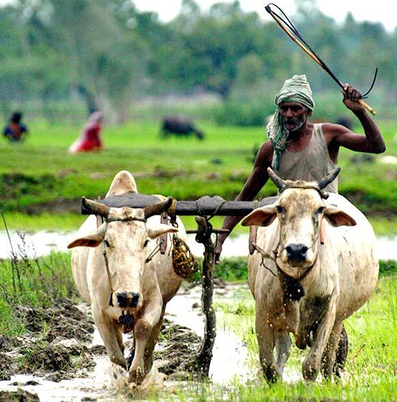 Traditional farming