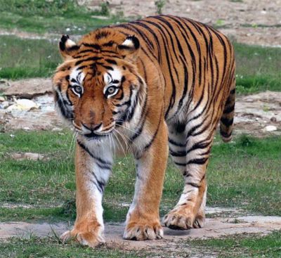 'India may have got its tiger success story all wrong' - Rediff.com ...