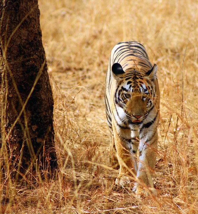 The Magnificient Indian Tigers