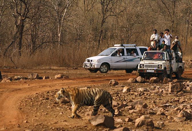 The Magnificient Indian Tigers