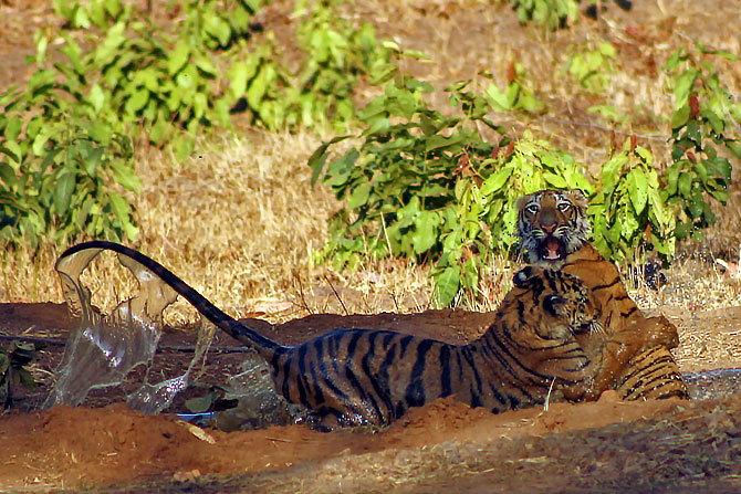 The Magnificient Indian Tigers width=