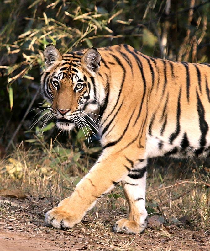 The Magnificient Indian Tigers