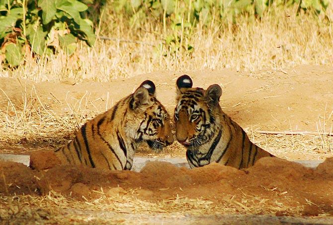 The Magnificient Indian Tigers