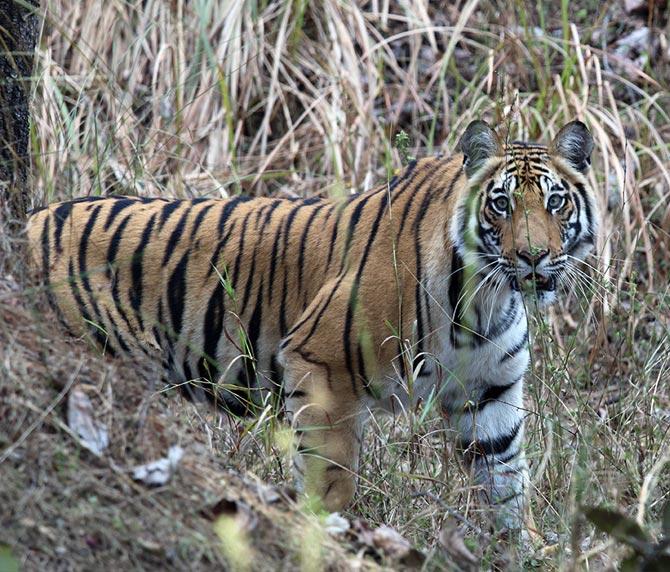 The Magnificient Indian Tigers