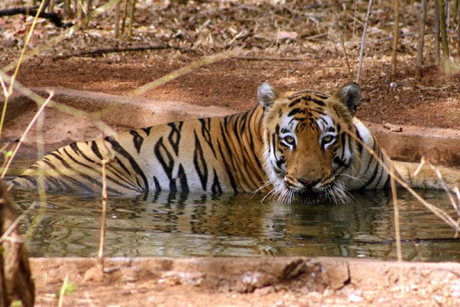 A Tiger in Bandhavgarh