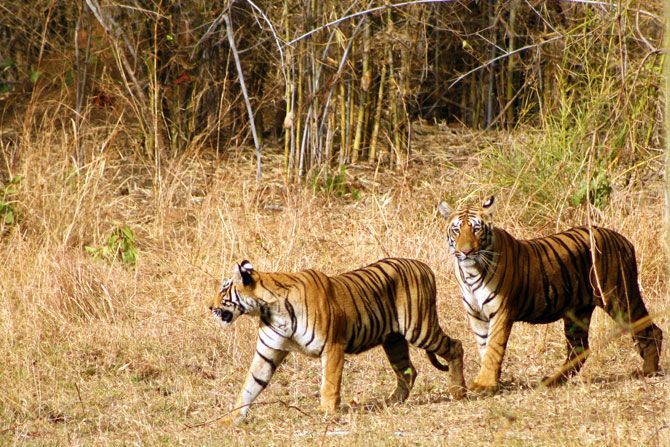 The Magnificient Indian Tigers
