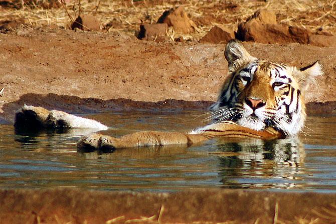 The Magnificient Indian Tigers