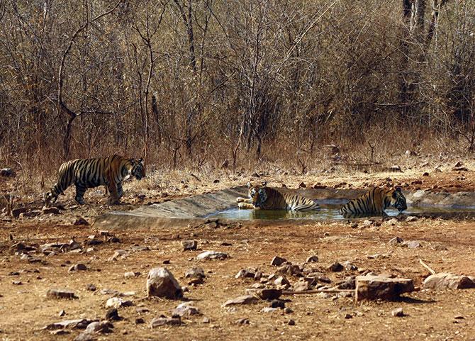 The Magnificient Indian Tigers