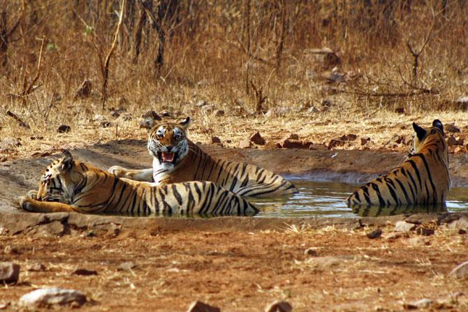 The Magnificient Indian Tigers