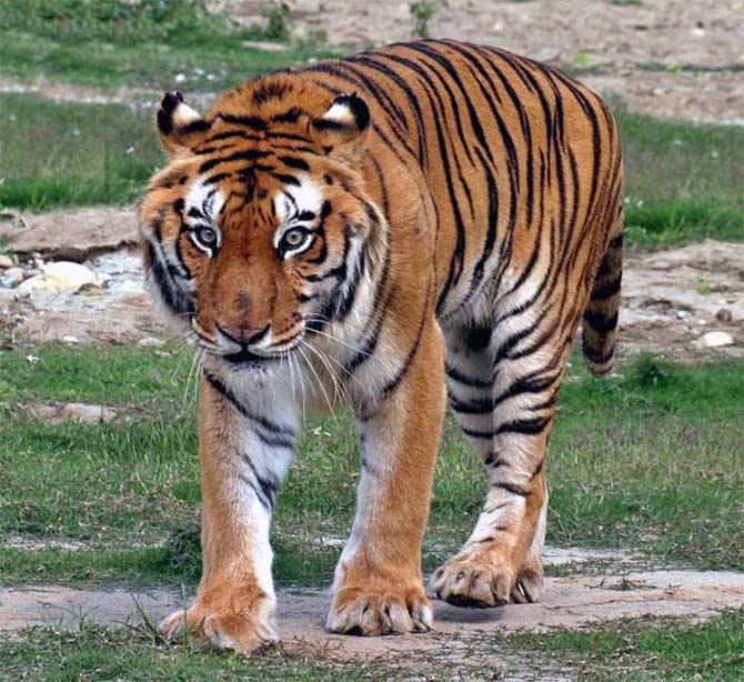 Govt disallows mobile towers in core tiger habitats Govt disallows mobile towers in core tiger habitats