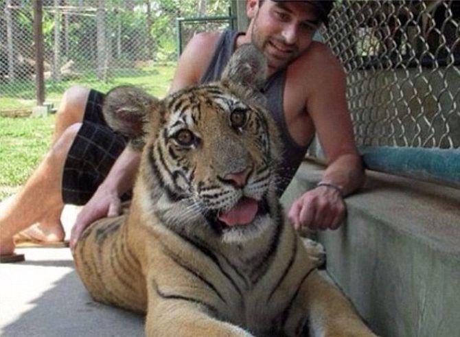 Take a Safe Tiger Selfie From Home? Here's How