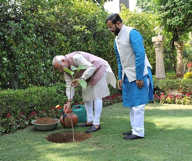 Narendra Modi plants a sapling on Environment Day
