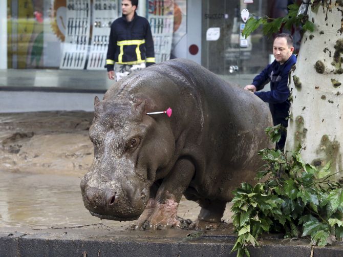 Real life Jumanji! When a hippo roamed the streets of Georgia's capital