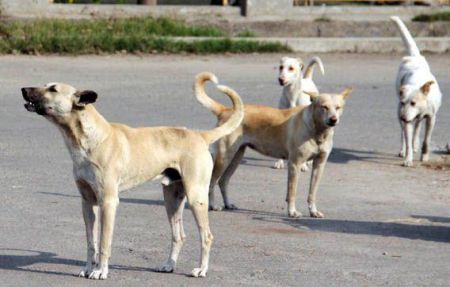 Nagaland bans sale, consumption of dog meat