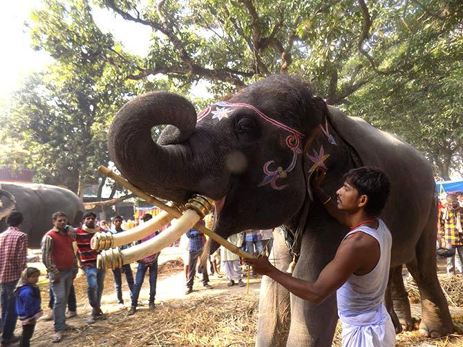 Another view of the much pampered Babusaheb.