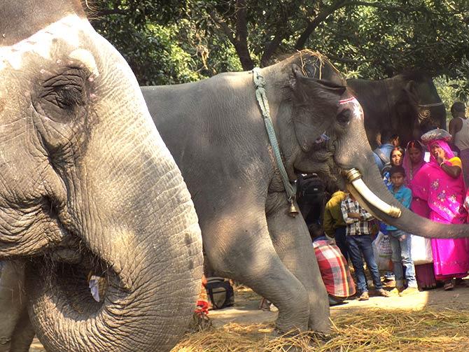 Amazed onlookers stare at the elephants at the Haathi Bazaar.