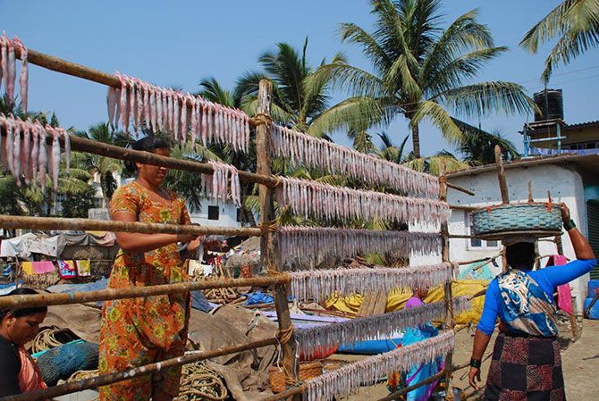 Drying Bombay duck fish in order to preserve it.