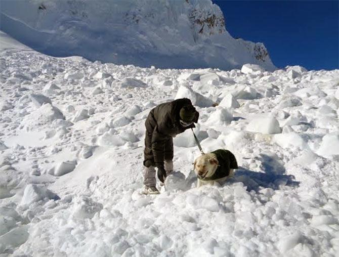 Specialised dogs were pressed into service during the rescue operation.