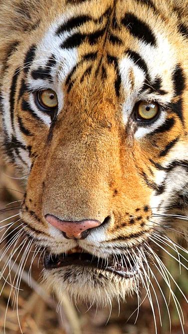 A Tiger at the Pench National Park