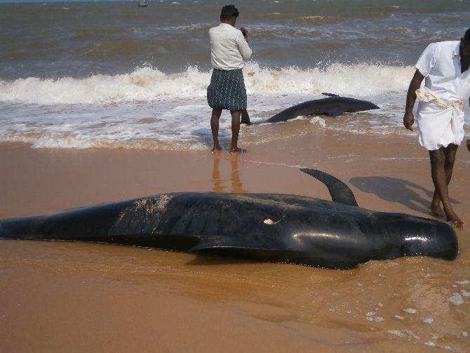 Some of the beached whales