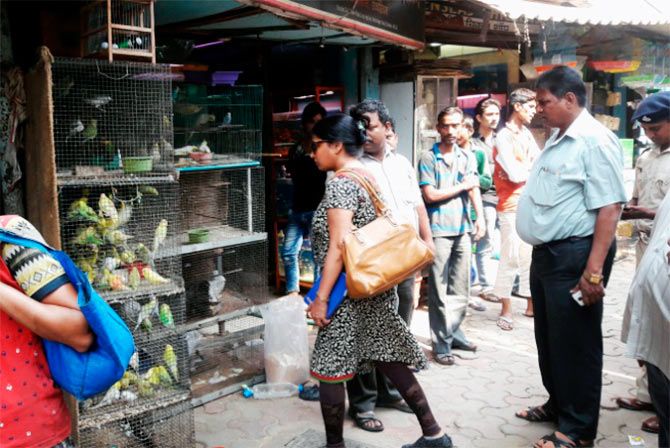 The Kurla pet market in Mumbai is an example of a typical pet market in India.