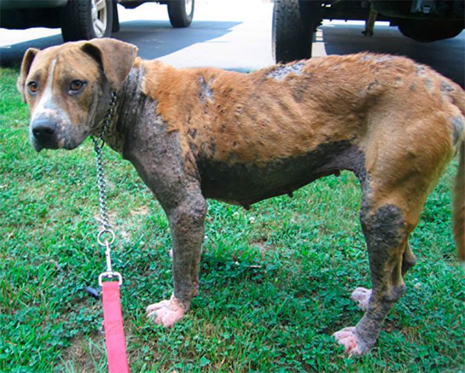 This female dog has been abandoned because she is past her breeding age.