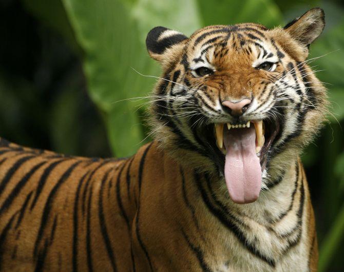 Zoos on high alert after tiger in US gets COVID-19