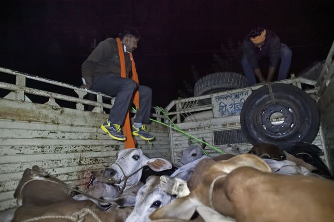 Cows rescued by gau rakshaks, allegedly from cow smugglers. Photograph: Alllison Joyce/Getty Images