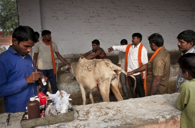 Cows injured in a <em>gau rakshak</em> operation are treated for their injuries at a cow shelter. Photograph: Allison Joyce/Getty Images