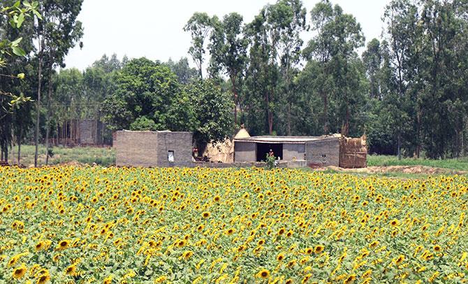 Sunflower fields along the highway in Bathinda