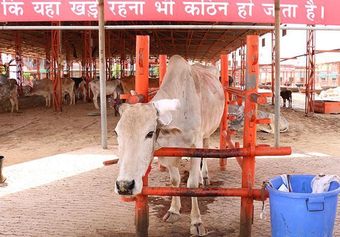 The Cancer ward for cows