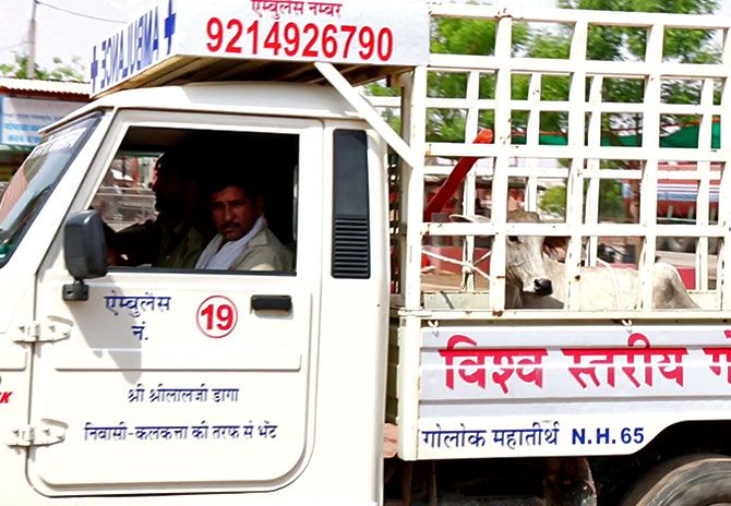The Ambulance for cows