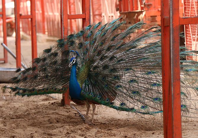 Peacock dancing in the cow hospital