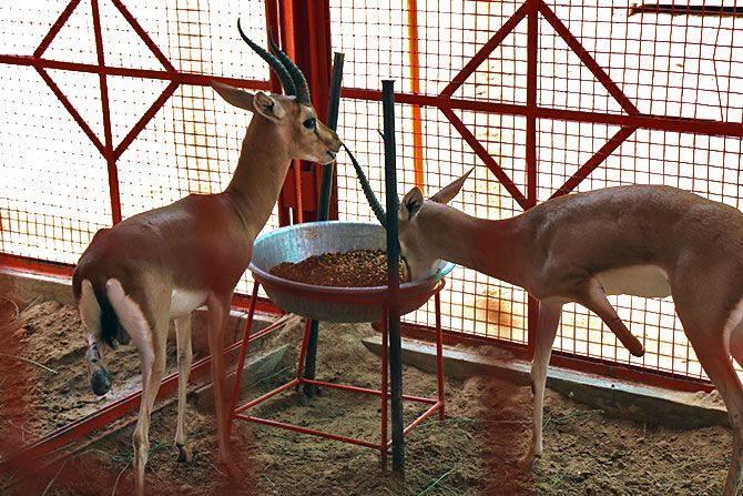 wounded Deer in cages