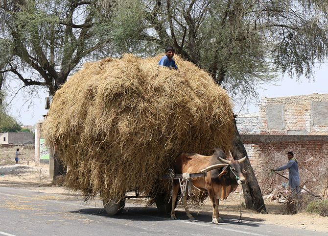 A man carries dried hay in Rajasthan