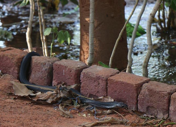 A Black Cobra at Sabarmati Ahsram