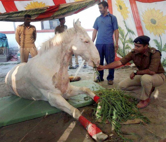 Police horse Shaktiman