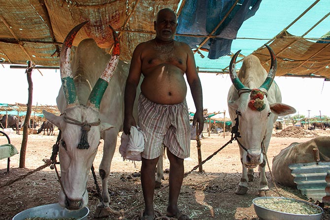 IMAGE: These two bulls were the stars of the cattle camp and they are named 'Tiranga'