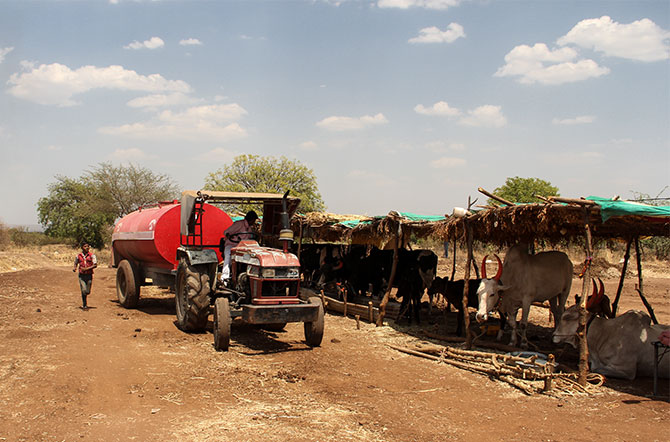 IMAGE: The state government has given contracts to water tankers that bring water to the Watanwadi  camp. Every cattle needed at least 100 litres of water a day but the government supplied only 50 litres, according to Ashok Mohan Pawar, chairman of a local NGO that makes for the shortfall.