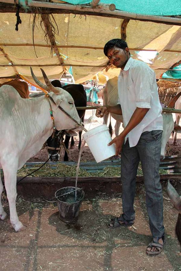 IMAGE: Amol Mahadik, a local farmer, feeding water to his cattle. Amol along with his father and uncle stay overnight looking after the cattle.