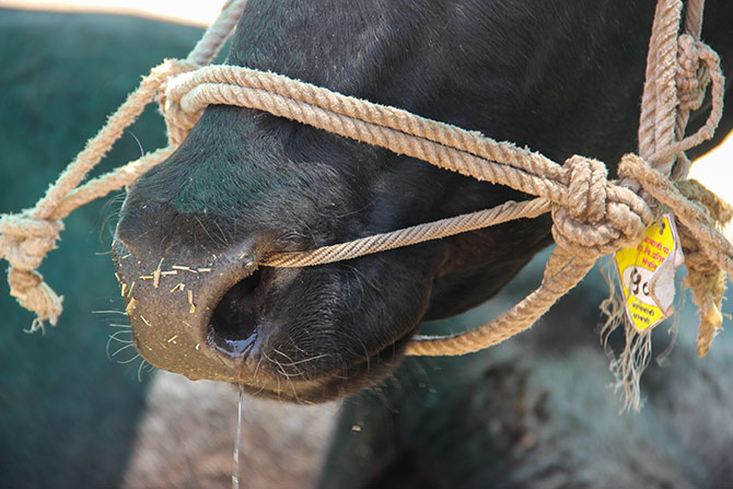 IMAGE: While every farmer makes no mistake to identify his cattle, the animals at the farm were tagged and numbered to avoid confusion.