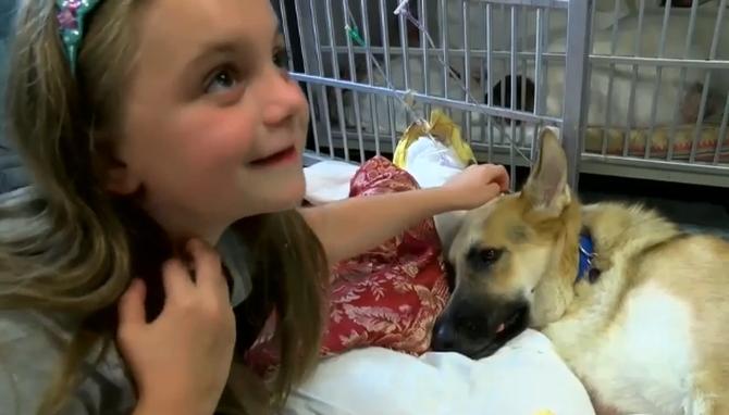 'Hero' dog saves 7-year-old girl from rattlesnake in US - Rediff.com ...