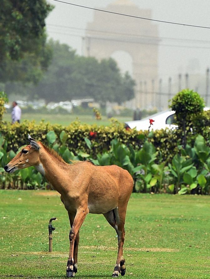 PHOTOS: Nilgai strays into North Block area, rescued after 4 hours -   India News