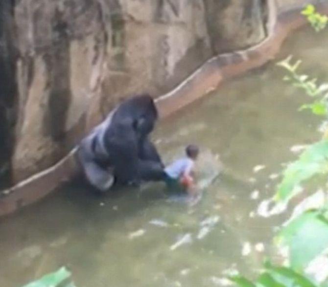 RIP Harambe Outrage grows over gorilla's death at US zoo