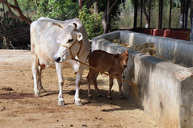 Cows at the farm