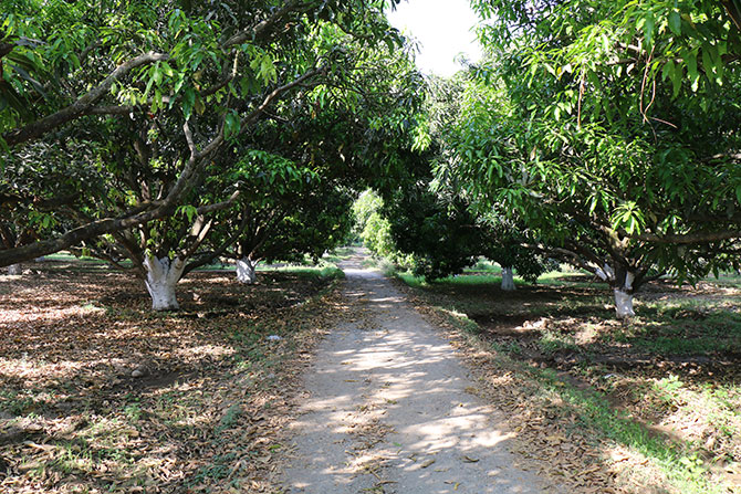 Mango Orchards at Navdanya