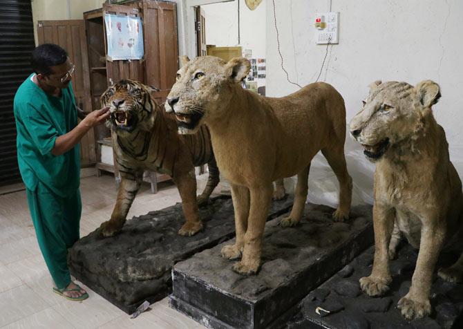 Meet India's only practising taxidermist Get Ahead Meet India's only practising taxidermist Get Ahead