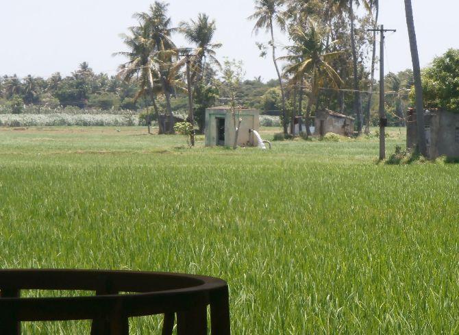 Borewell farming in the Cauvery delta