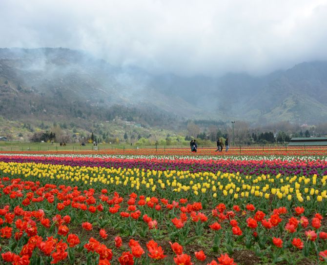 Photos Welcome To Asia S Largest Tulip Garden In Kashmir Rediff Com India News