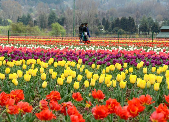 Photos Welcome To Asia S Largest Tulip Garden In Kashmir Rediff Com India News